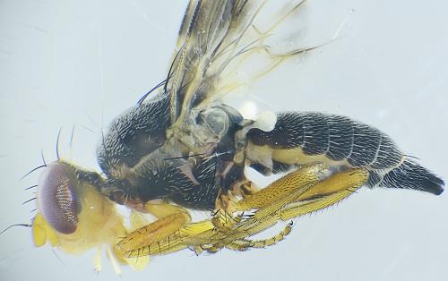Réf. 316 889 : Sphenella marginata